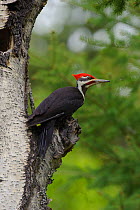 Pileated Woodpecker (Dryocopus pileatus) male on trunk of tree,  Pend Oreille County, Washington, USA, May.