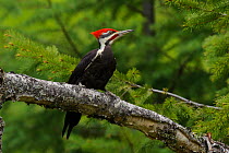 Pileated Woodpecker (Dryocopus pileatus) male on branch of tree, Pend Oreille County, Washington, USA, May.
