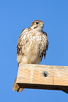 Prairie Falcon (Falco mexicanus) on utility pole. Tule Lake National Wildlife Refuge, Siskiyou County, California, USA, December.
