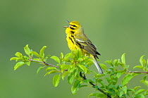 Prairie Warbler (Dendroica discolor) male singing on branch of tree, with spring leaves, Tompkins County, New York, USA, May.