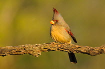 Pyrrhuloxia (Cardinalis / Pyrrhuloxia sinuatus) female perched on branch, with crest raised, Hidalgo County, Texas, USA, March.