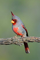 Pyrrhuloxia (Cardinalis / Pyrrhuloxia sinuatus) portrait of male perched on branch, with crest raised, Hidalgo County, Texas, USA, March.
