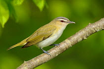 Red-eyed Vireo (Vireo olivaceus) portrait in profile, perched on branch. Tompkins County, New York, USA, May.