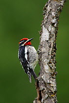 Red-breasted Sapsucker (Sphyrapicus nuchalis) male on tree branch, Pend Oreille County, Washington, USA, May.