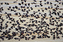 Winter flock of Red-winged Blackbirds (Agelaius phoeniceus) flying low over fields Lower Klamath National Wildlife Refuge, Siskiyou County, California, USA, December.