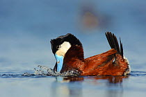 Ruddy Duck (Oxyura jamaicensis) male in breeding plumage performing a "bubbling display"which is used in both courtship and aggressive territorial encounters. The male holds its head and tail and 2 ro...