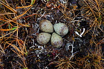 Ruddy Turnstone (Arenaria interpres) nest containing four eggs. Seward Peninsula, Alaska, USA, June.