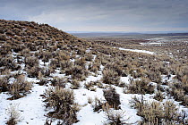 Sagebrush (Asteraceae) in snow-covered landscape. Freemont County, Wyoming, USA, March 2010.