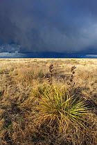 Sand sagebrush (Artemisia filifolia) Prairie yucca (Yucca) and approaching thunderstorm. This is the habitat of the Lesser Prairie-Chicken (Tympanuchus pallidicintus) Cimarron National Grassland, Kans...