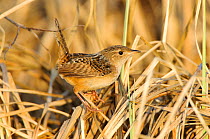 Sedge Wren (Cistothorus platensis) camouflaged and perched on dry foliage, Alberta, Canada. May.