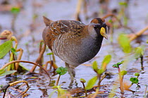 Sora Rail (Porzana carolina)  in breeding plumage foraging in a marsh. Anahuac National Wildlife Refuge, Texas, USA, March.