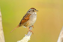 Swamp Sparrow (Melospiza georgiana) portrait, perched on branch, Tompkins County, New York, USA, May.