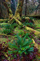 Bigleaf maple tree (Acer macrophyllum) covered in moss, and Sword Ferns in the Hoh Rainforest. Olympic National Park, Washington, USA, March 2010.