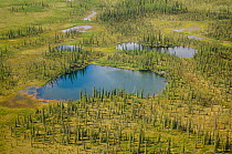 Aerial view of Taiga ponds and Spruce trees (Picea abies) in the boreal lowlands of the Yukon Flats National Wildlife Refuge. Alaska, USA, June.