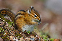 Townsend's Chipmunk (Tamias townsendii) foraging in woodland, in spring. Pierce County, Rainer NP, Washington, USA, May.