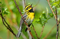 Townsend's Warbler (Dendroica townsendi) male in breeding plumage, singing. Pend Oreille County, Washington, USA, May.