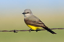 Western Kingbird (Tyrannus verticalis) perched on wire fence. Southeast Alberta, Canada. May.