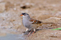 White-crowned Sparrow (Zonotrichia leucophrys) in breeding plumage, on sandy ground, Starr County, Texas, USA, March.