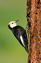White-headed Woodpecker (Picoides albolarvatus) male on trunk of tree, Yakima County, Washington, USA, May.