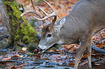 Buck White-tailed Deer (Odocoileus virginianus) drinking from a creek. Great Smoky Mountains National Park, Tennessee, USA, November.