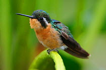 White-throated Mountain Gem Hummingbird(Lampornis castaneoventris) female, perched on green vegetation, Tamalanca Mountains, Costa Rica. May.