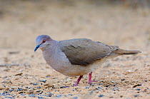 White-tipped Dove (Leptotila verreauxi) walking along sandy ground, Starr County, Texas, USA, March.