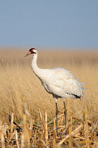 Whooping Crane (Grus americana) from a wild population foraging in a corn field during spring migration. Central South Dakota, USA, April.