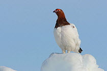 Willow Ptarmigan (Lagopus lagopus) male standing on snow covered ground, in spring. Males retain the white body plumage of winter plumage and molt the head and neck feathers to the russet brown summer...