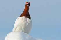 Willow Ptarmigan (Lagopus lagopus) male standing on snow covered ground, vocalising in spring courtship. Males retain the white body plumage of winter plumage and molt the head and neck feathers to th...