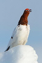 Willow Ptarmigan (Lagopus lagopus) male standing on snow covered ground, vocalising in spring courtship. Males retain the white body plumage of winter plumage and molt the head and neck feathers to th...