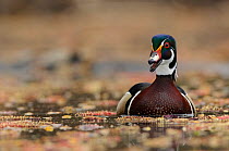Wood Duck (Aix sponsa) male on water, vocalizing in spring. King County, Washington, USA, March.