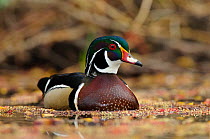 Wood Duck (Aix sponsa) portrait of male on water, in spring. King County, Washington, USA, March.