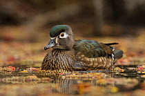 Wood Duck (Aix sponsa) portrait of female on water in spring. King County, Washington, USA, March.