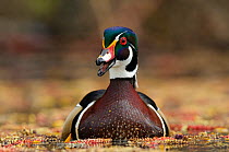 Wood Duck (Aix sponsa) male vocalizing on water in spring. King County, Washington, USA, March.