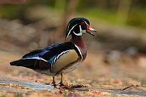 Wood Duck (Aix sponsa) male vocalizing, standing at waters edge, in spring. King County, Washington, USA, March.