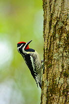 Yellow-bellied Sapsucker (Sphyrapicus varius) male on tree trunk, Tompkins County, New York, USA, May.