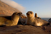 Northern elephant seals (Mirounga angustirostris)  juveniles / weaners on beach at Guadalupe Island Biosphere Reserve, off the coast of Baja California, Mexico, April