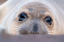 Northern elephant seal (Mirounga angustirostris) head portrait of weaner / pup, on beach at Guadalupe Island Biosphere Reserve, off the coast of Baja California, Mexico, April