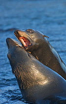 Two Guadalupe fur seal (Arctocephalus townsendi) males fighting for dominance, Guadalupe Island Biosphere Reserve, off the coast of Baja California, Mexico, March