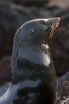 Guadalupe fur seal (Arctocephalus townsendi) head portrait of male, Guadalupe Island Biosphere Reserve, off the coast of Baja California, Mexico, April