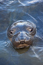Northern elephant seal (Mirounga angustirostris) head portrait of pup / weaner surfacing in coastal waters, Guadalupe Island Biosphere Reserve, off the coast of Baja California, Mexico, April