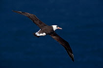 Laysan albatross (Phoebastria immutabilis) flying, Guadalupe Island Biosphere Reserve, off the coast of Baja California, Mexico, April