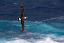 Laysan albatross (Phoebastria immutabilis) ib flight low over water, Guadalupe Island Biosphere Reserve, off the coast of Baja California, Mexico, April