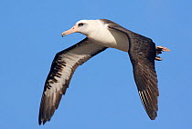 Laysan albatross (Phoebastria immutabilis) in flight, Guadalupe Island Biosphere Reserve, off the coast of Baja California, Mexico, March