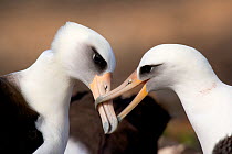 Pair of Laysan albatross (Phoebastria immutabilis)  in courtship 'beak 'clattering' display, Guadalupe Island Biosphere Reserve, off the coast of Baja California, Mexico, March