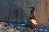 Laysan albatross (Phoebastria immutabilis) chick sitting on beach, Guadalupe Island Biosphere Reserve, off the coast of Baja California, Mexico, April