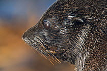 Guadalupe fur seal (Arctocephalus townsendi) head portrait of pup, in profile. Guadalupe Island Biosphere Reserve, off the coast of Baja California, Mexico, March