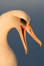 Laysan albatross (Phoebastria immutabilis) head portrait calling mate, Guadalupe Island Biosphere Reserve, off the coast of Baja California, Mexico, March