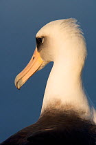 Laysan albatross (Phoebastria immutabilis) head portrait, Guadalupe Island Biosphere Reserve, off the coast of Baja California, Mexico, March