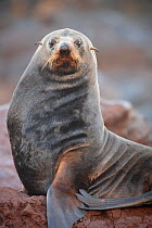 Guadalupe fur seal (Arctocephalus townsendi) male sitting upright on flippers,  Guadalupe Island Biosphere Reserve, off the coast of Baja California, Mexico, April